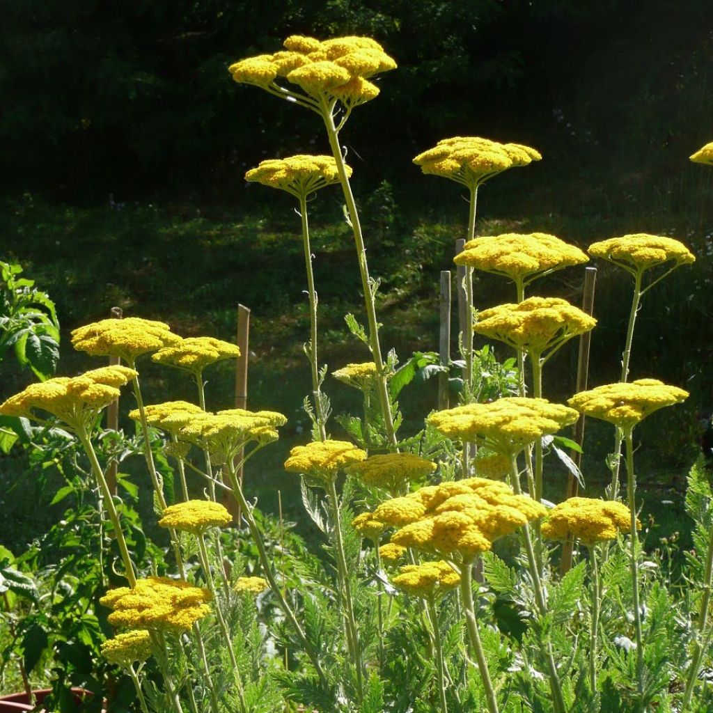 Achillea fillipendulina Cloth of Gold