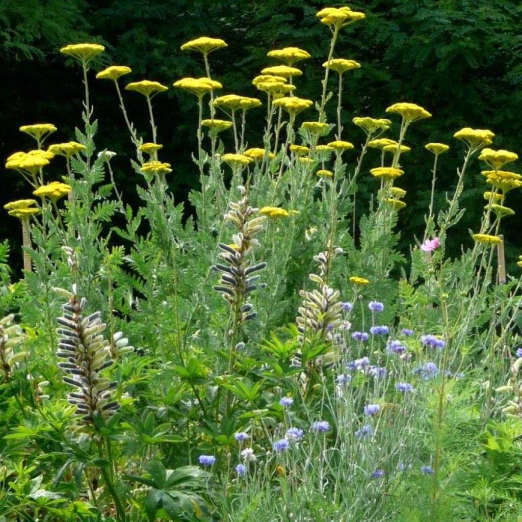 Achillea fillipendulina Cloth of Gold