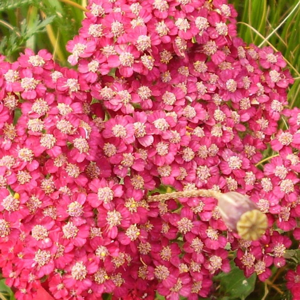 Achillea millefolium Petra