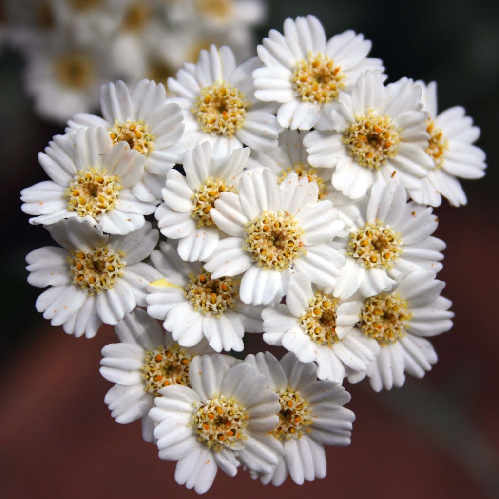 Achillea kellereri