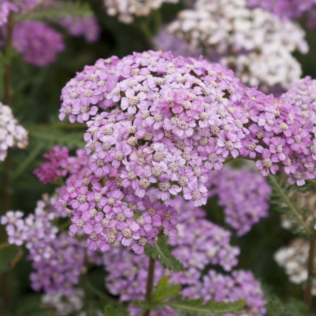 Achillea millefolium Excel