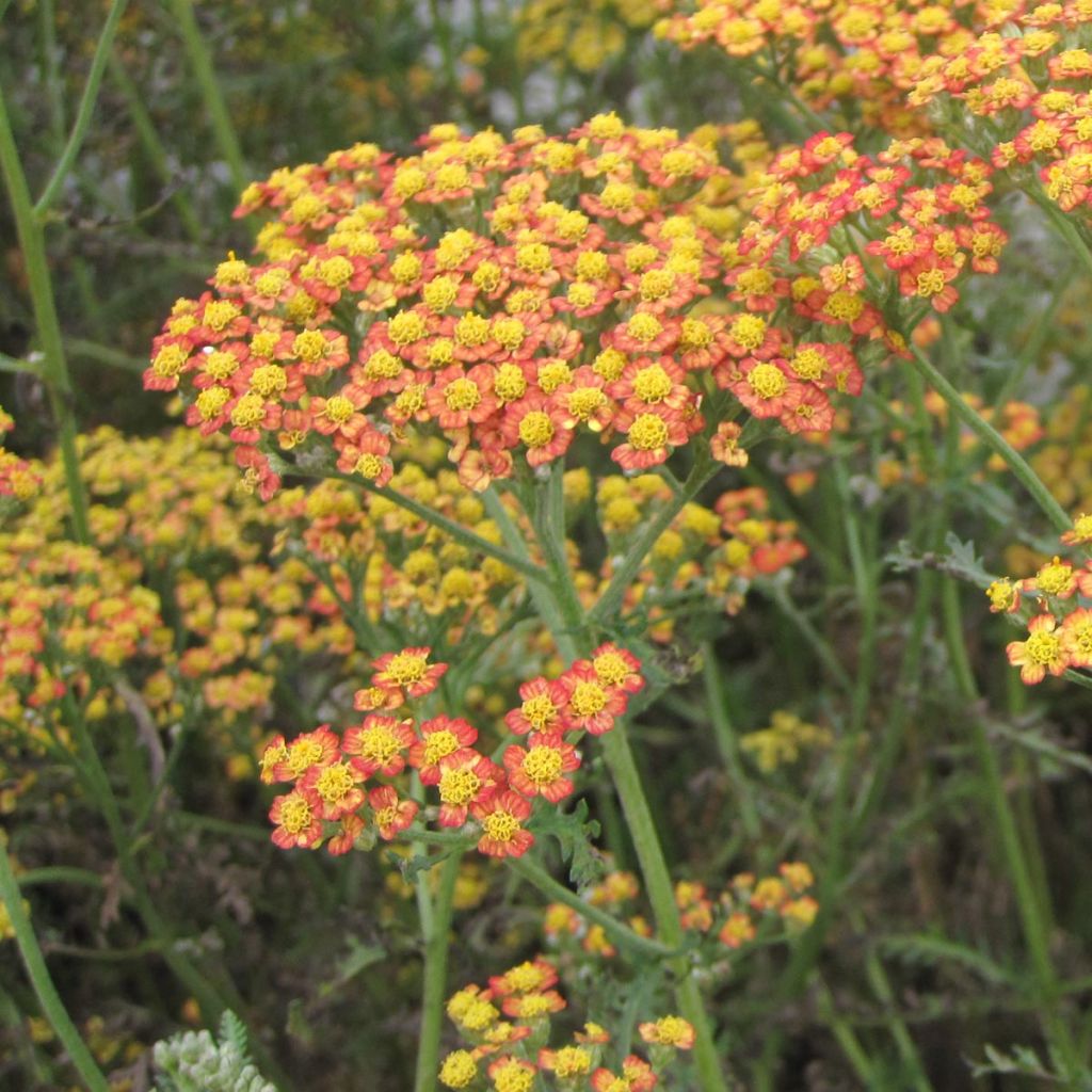 Achillea millefolium Feuerland