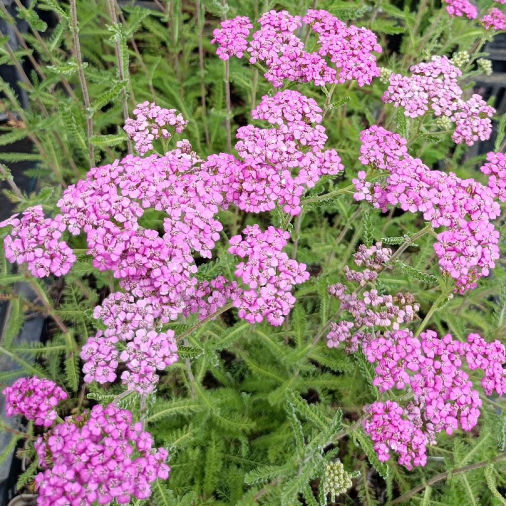 Achillea millefolium Lilac Beauty