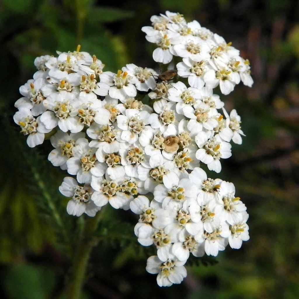 Achillea millefolium Mondpagode