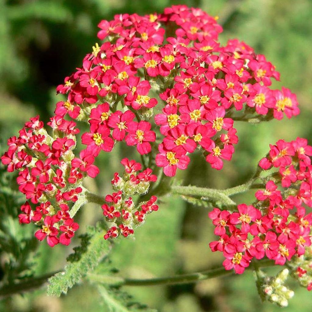 Achillea millefolium Paprika
