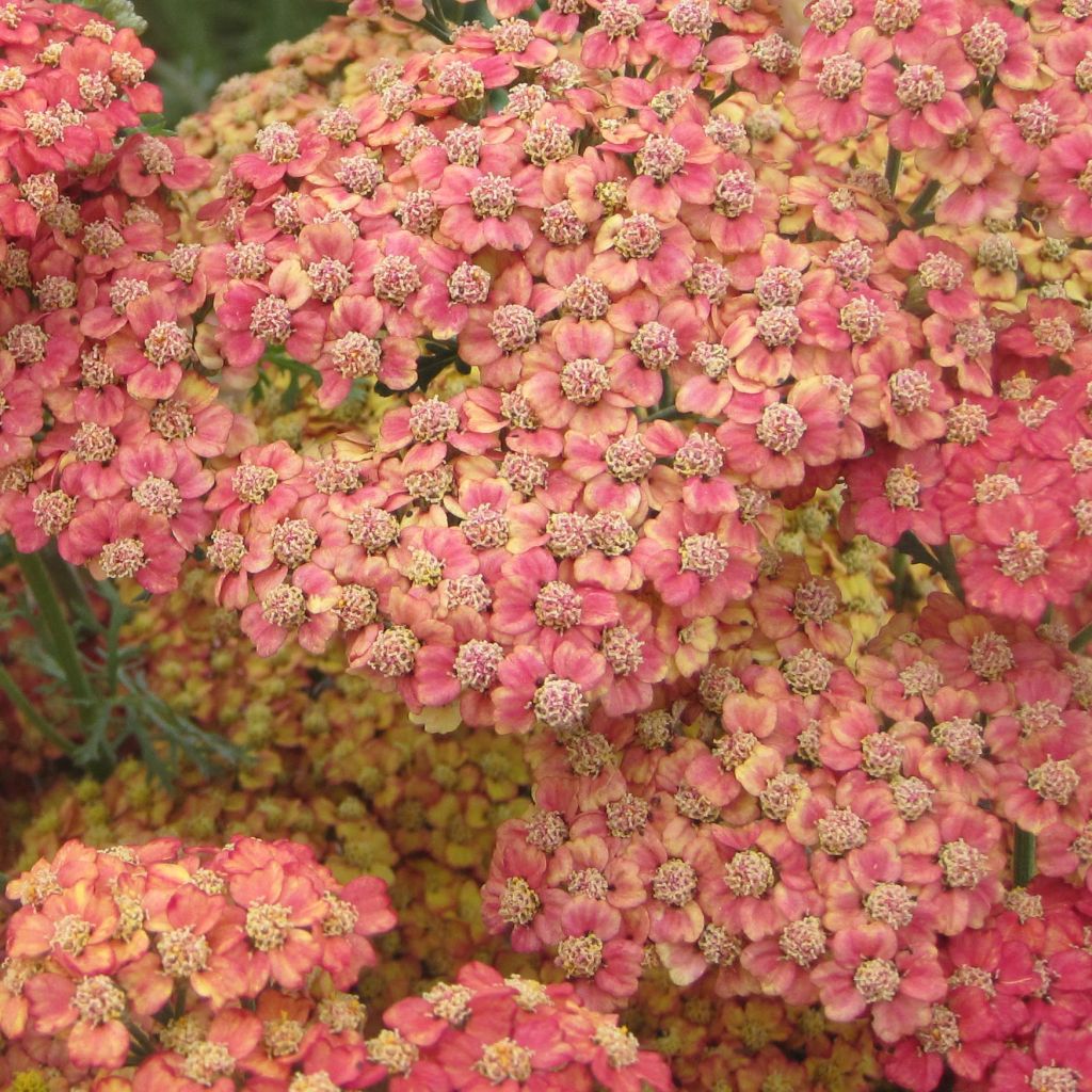 Achillea millefolium Pretty Woman