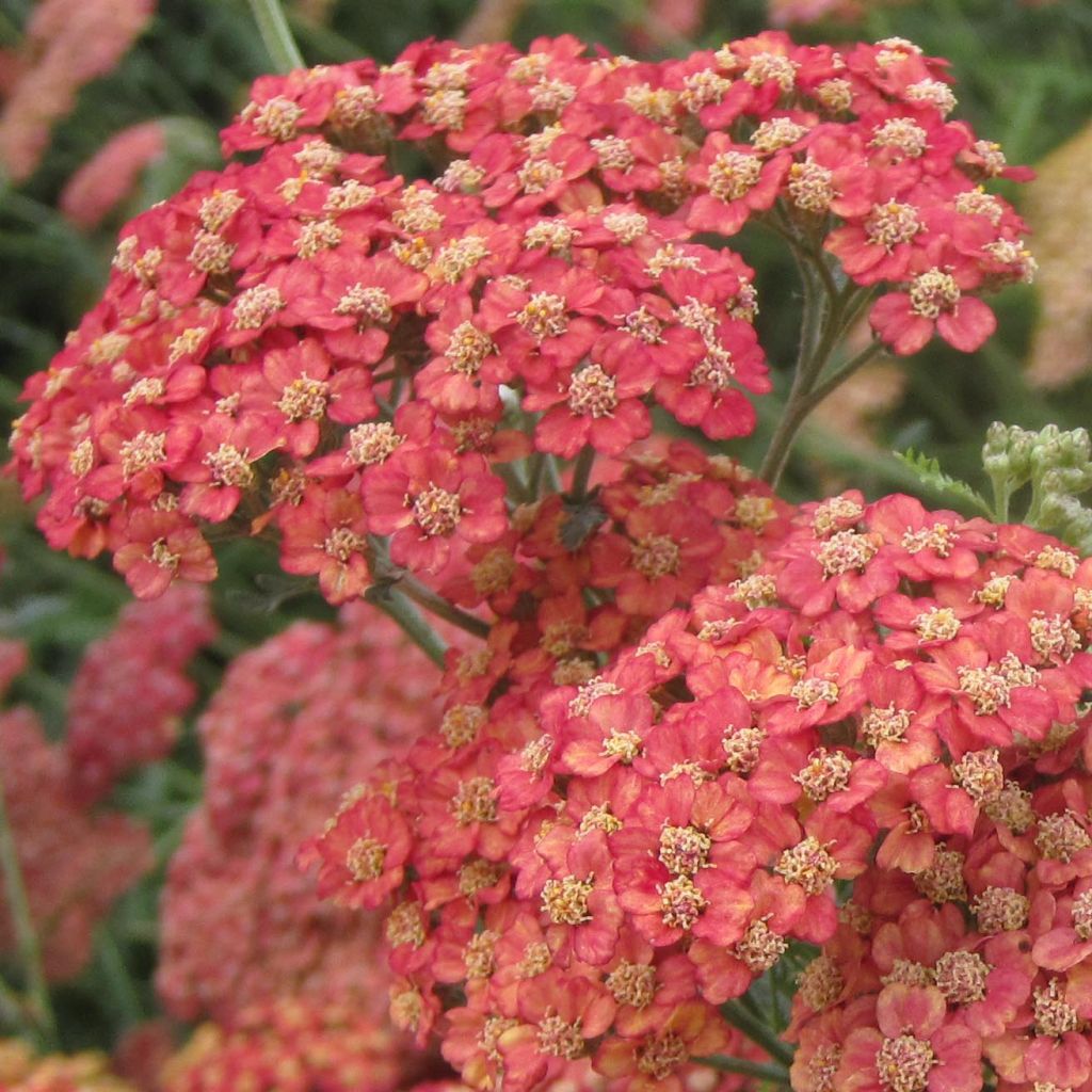 Achillea millefolium Pretty Woman
