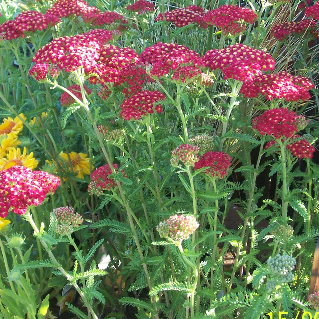 Achillea millefolium The Beacon