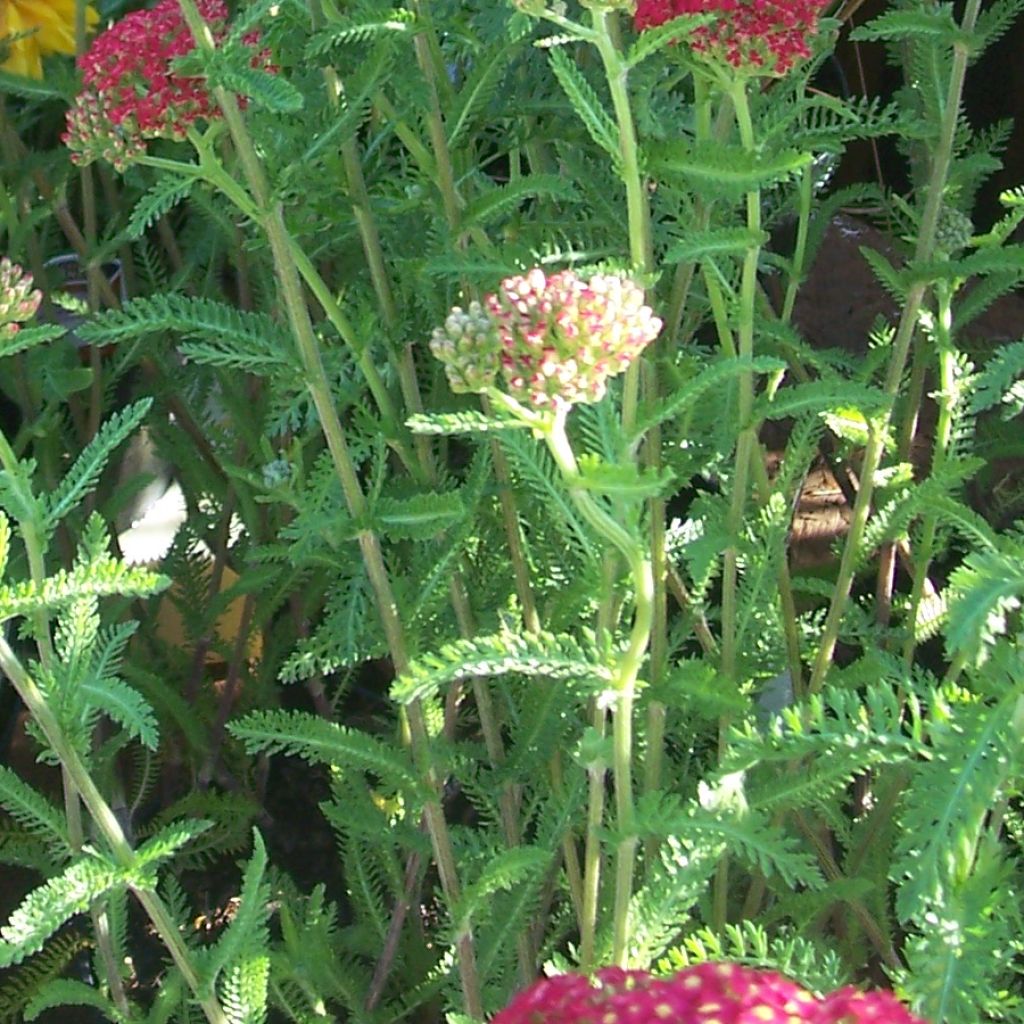 Achillea millefolium The Beacon