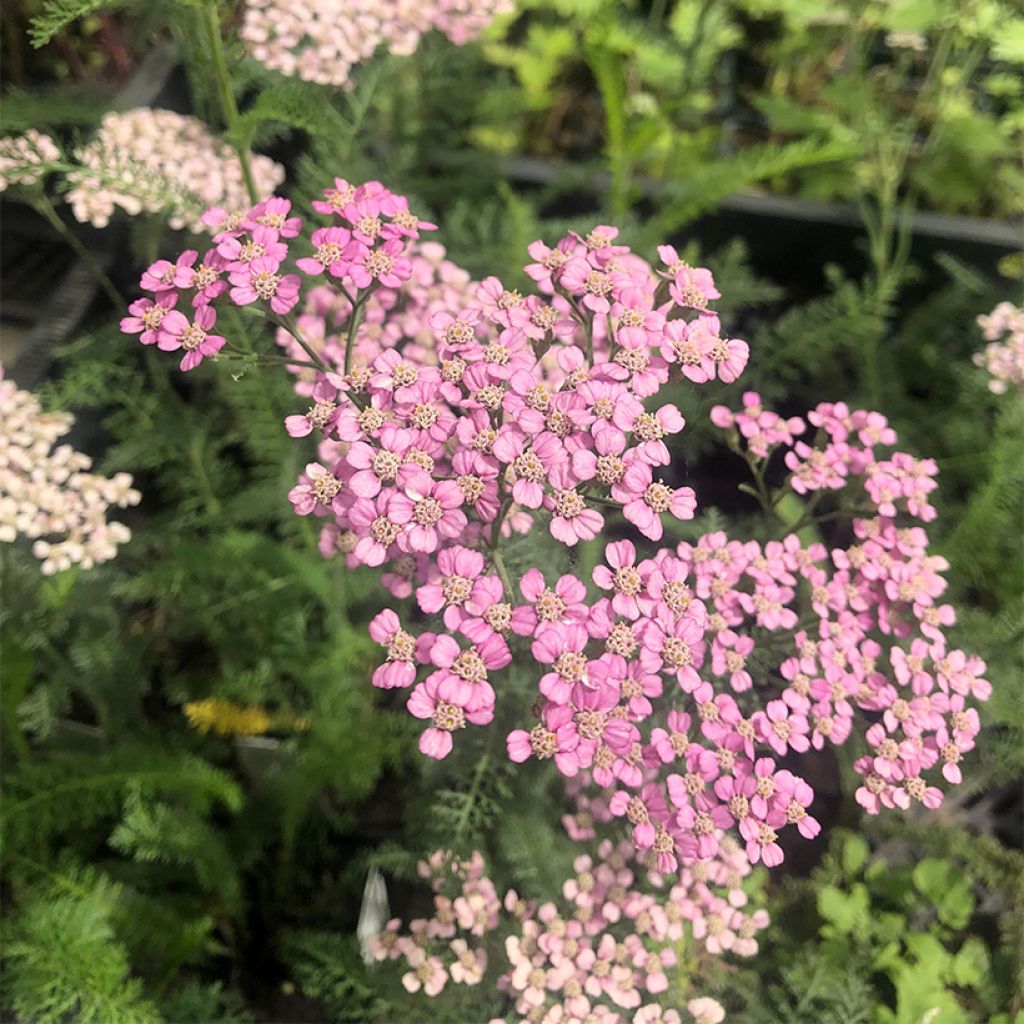 Achillea millefolium Lilac Beauty