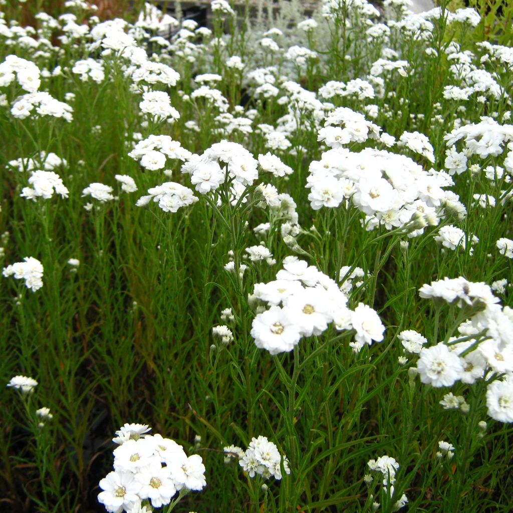 Achillea ptarmica Weihenstephan