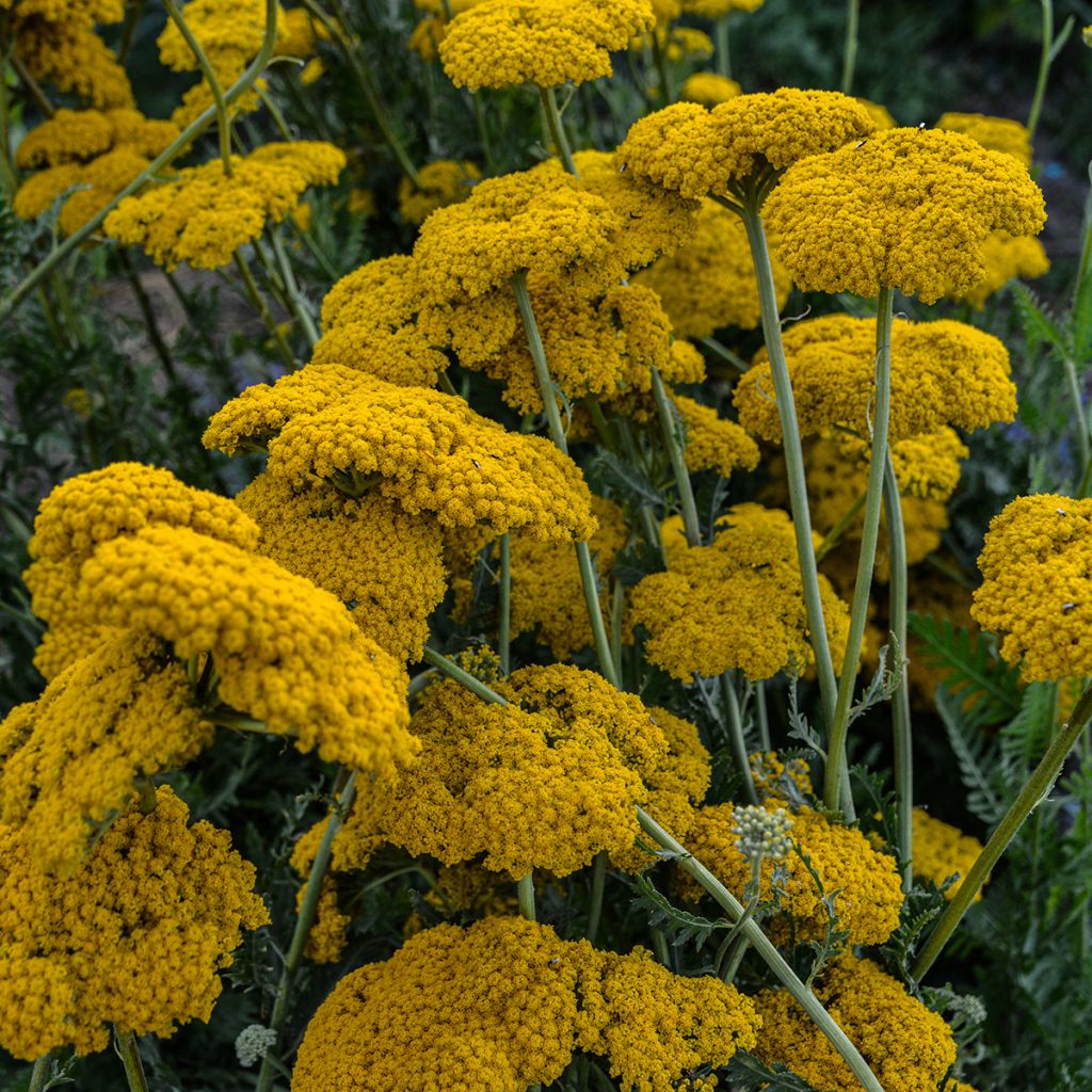 Achillea filipendulina Parkers Variety