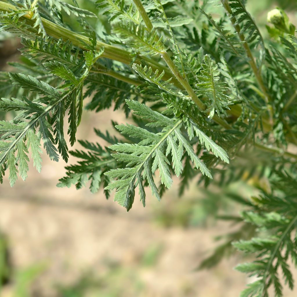 Achillea filipendulina Parkers Variety