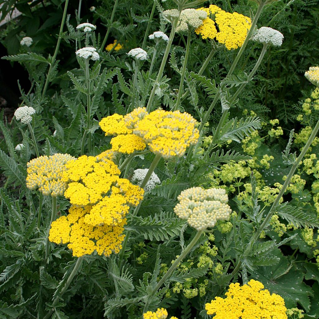 Achillea Coronation Gold