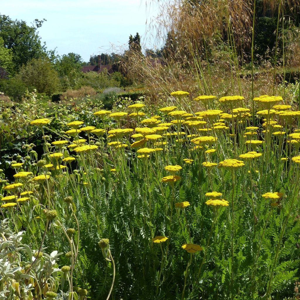Achillea Coronation Gold