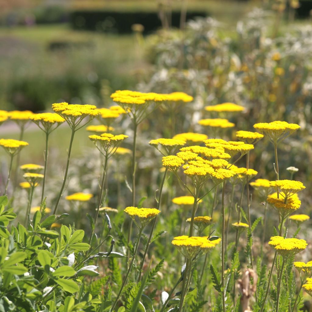 Achillea Coronation Gold