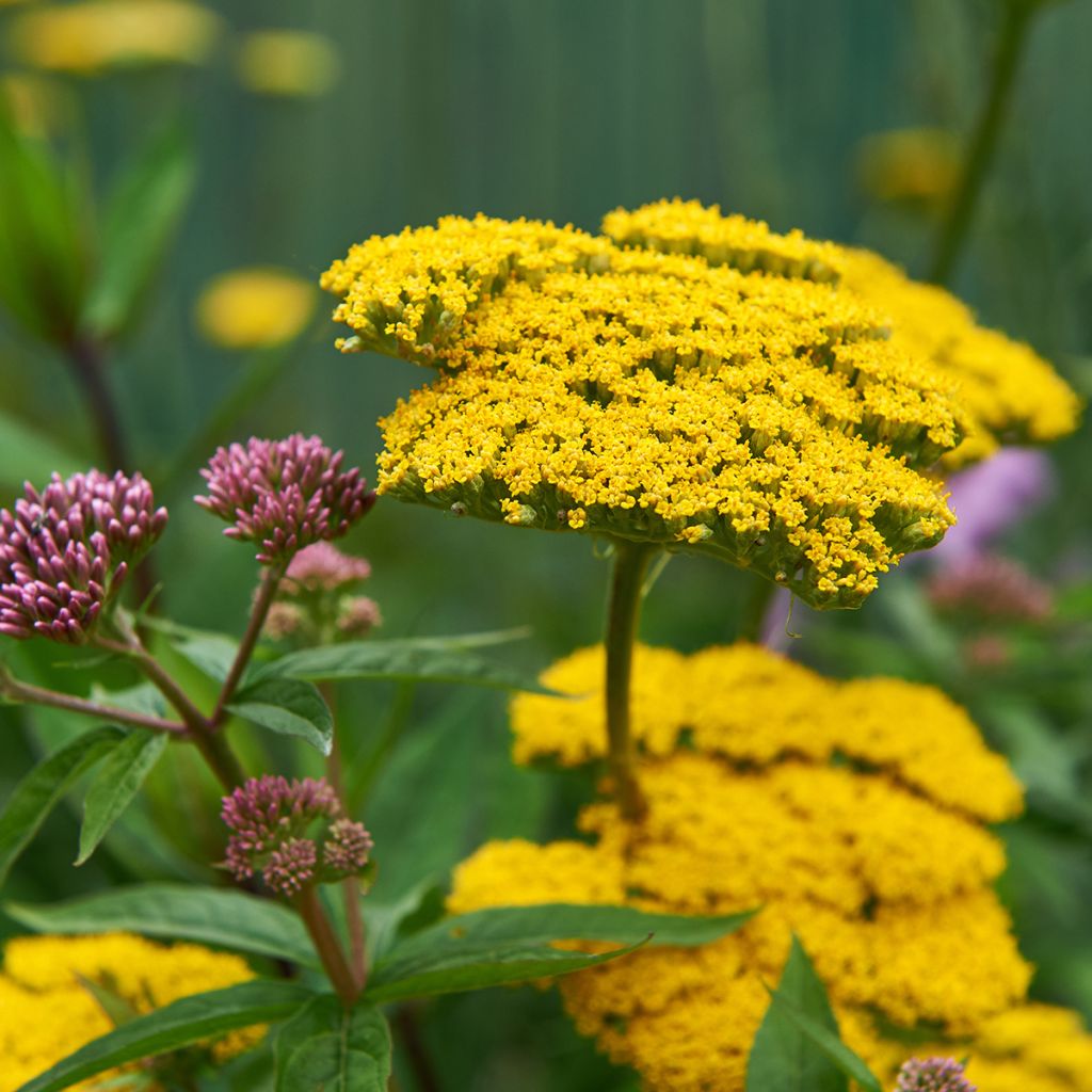 Achillea Coronation Gold