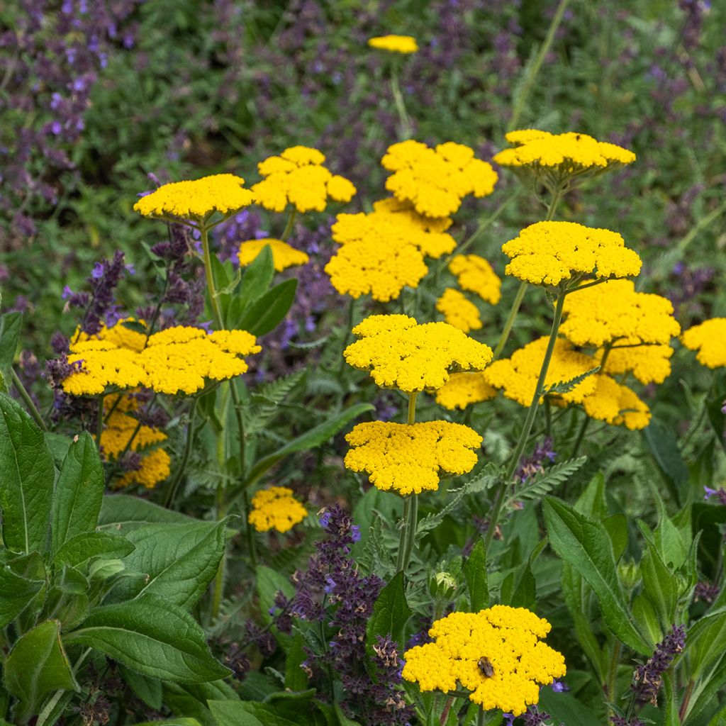 Achillea Coronation Gold