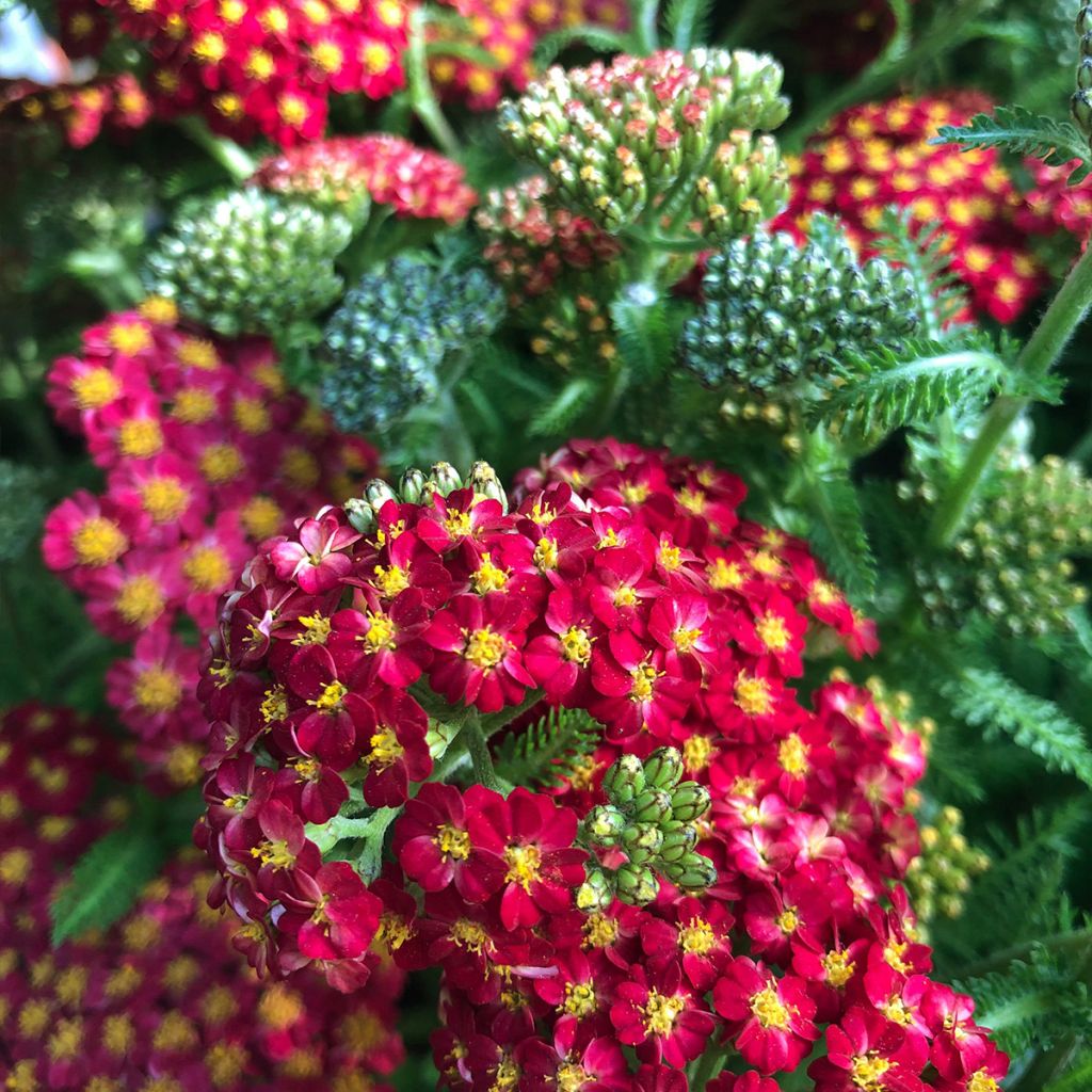 Achillea millefolium Desert Eve Red