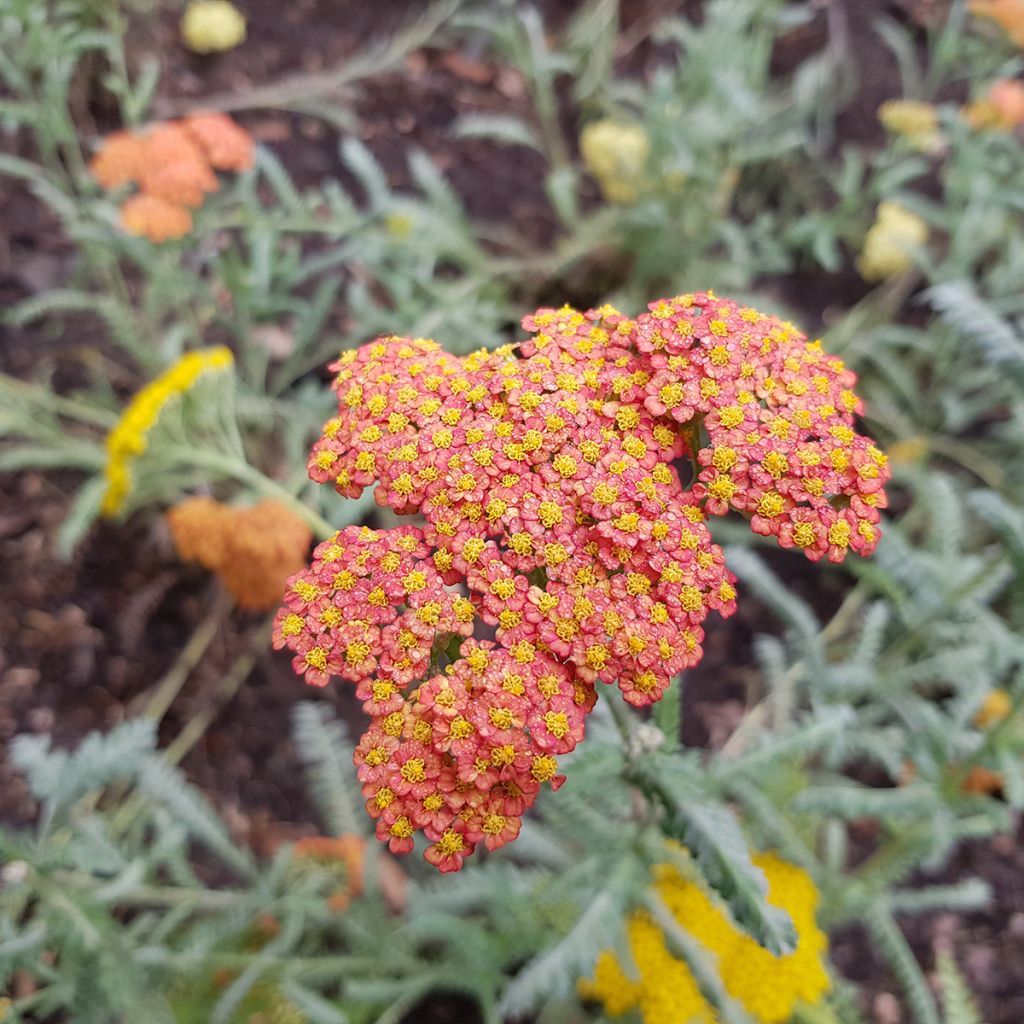 Achillea millefolium Walter Funcke - Yarrow