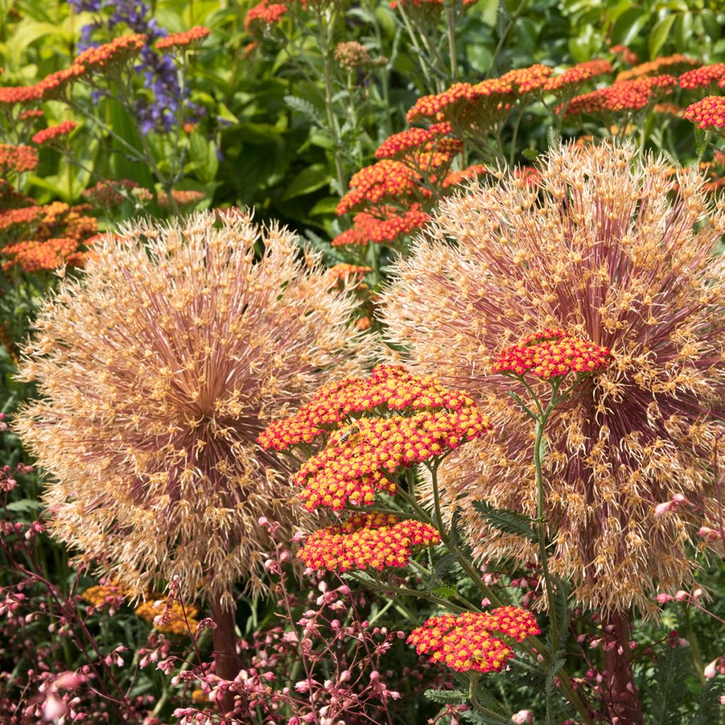 Achillea millefolium Walter Funcke - Yarrow
