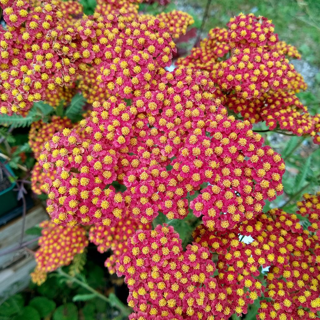 Achillea millefolium Walter Funcke - Yarrow