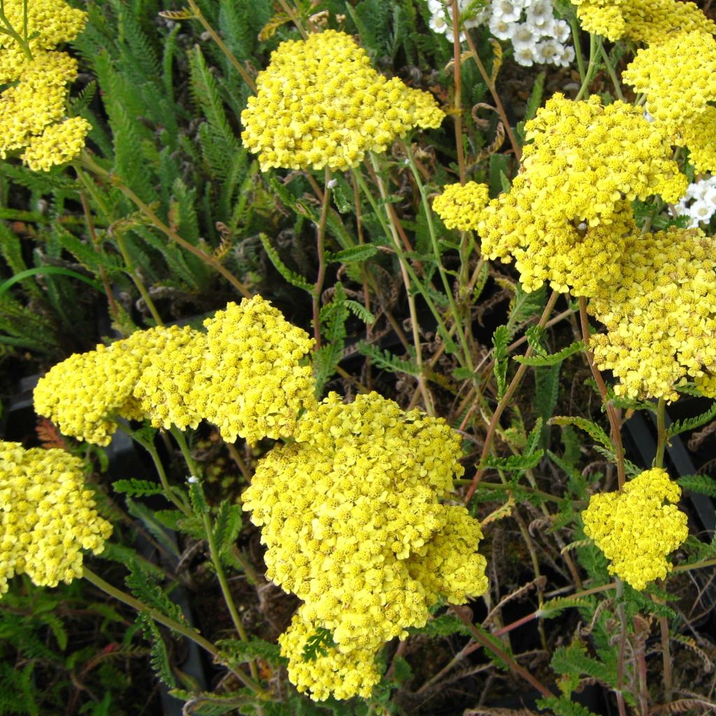 Achillea filipendulina Helios