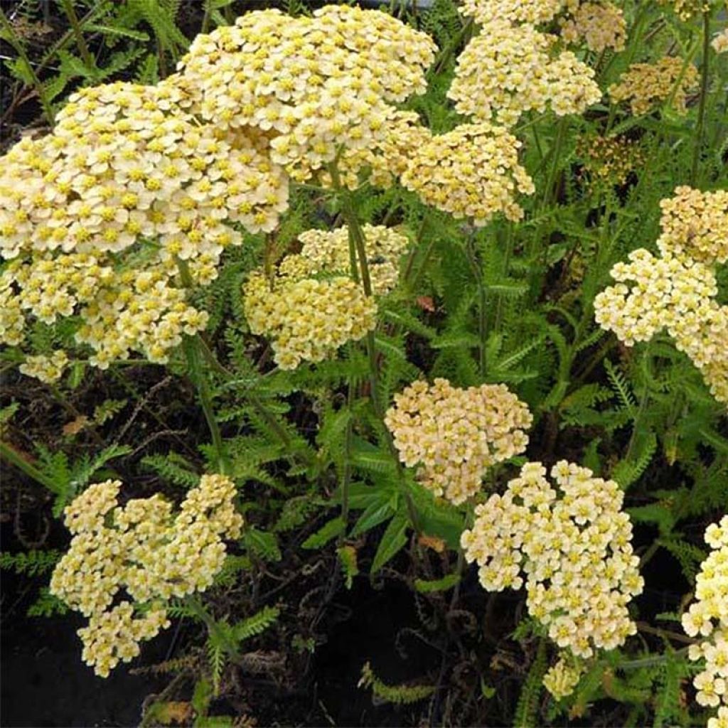 Achillea millefolium Hannelore Pahl