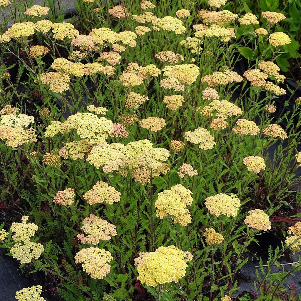 Achillea millefolium Hannelore Pahl