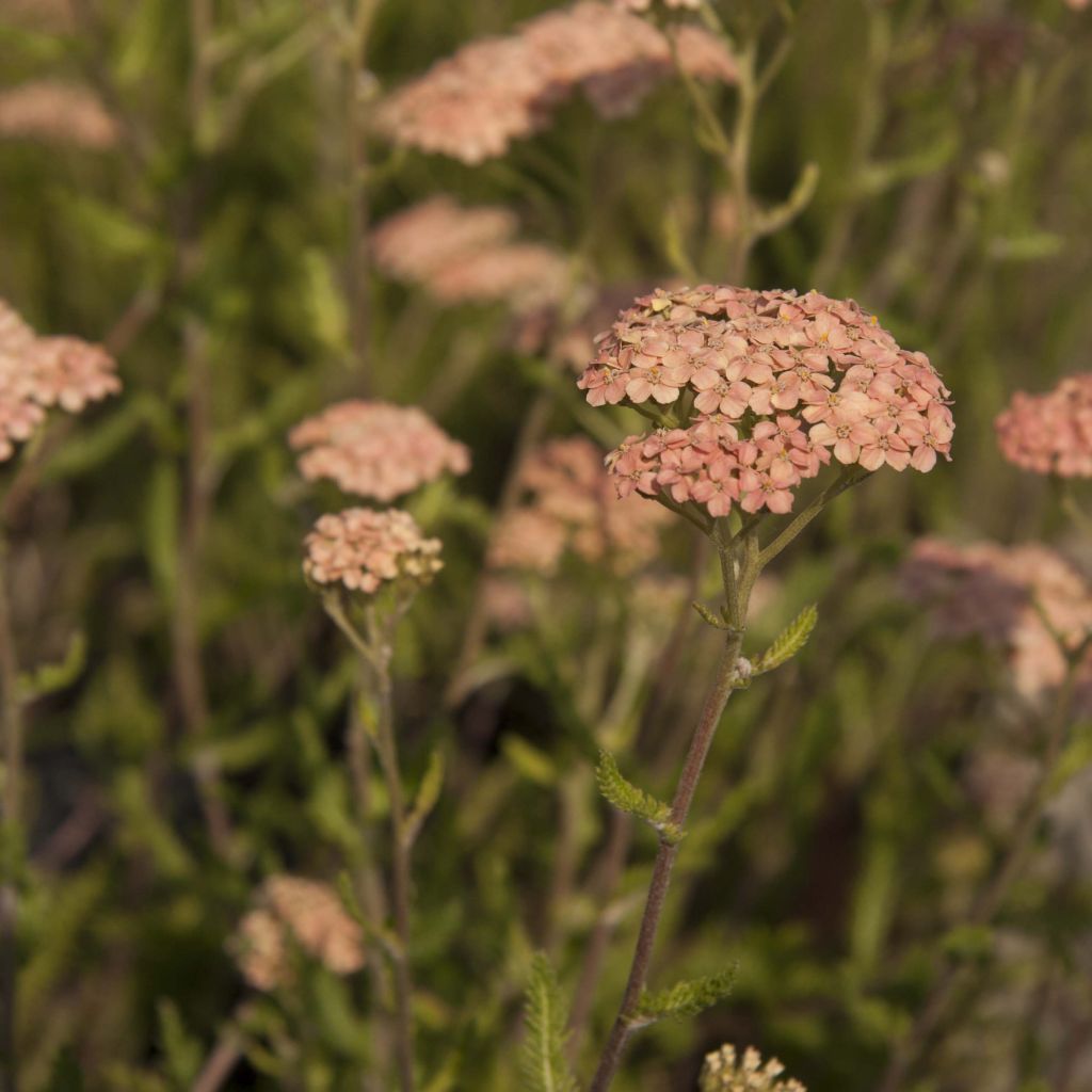 Achillea millefolium Lachsschönheit