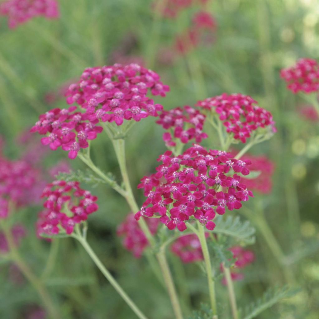 Achillea millefolium Sammetriese