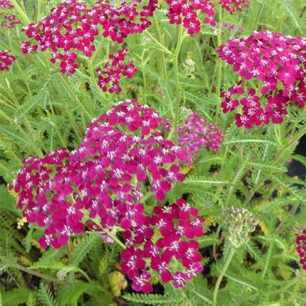 Achillea millefolium Sammetriese
