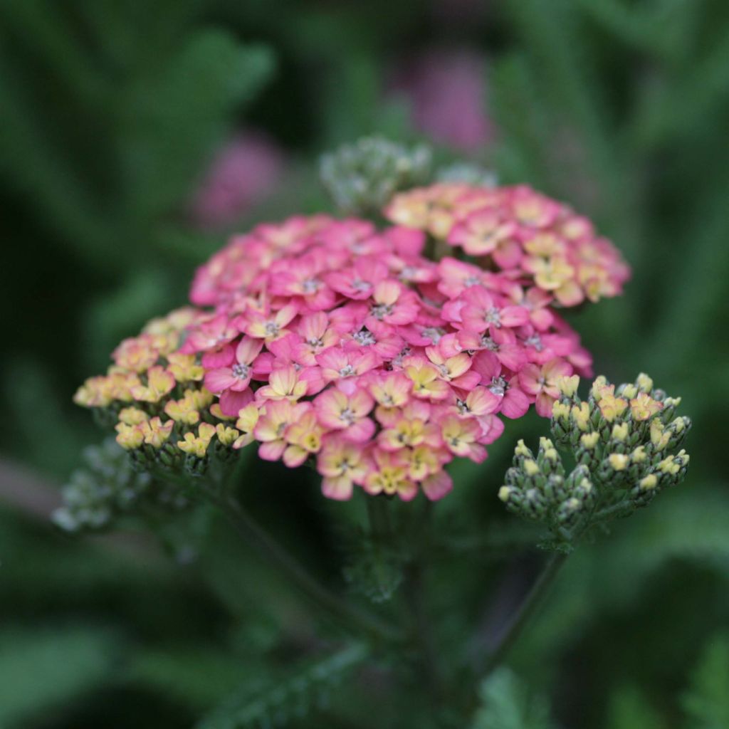 Achillea millefolium Wesersandstein