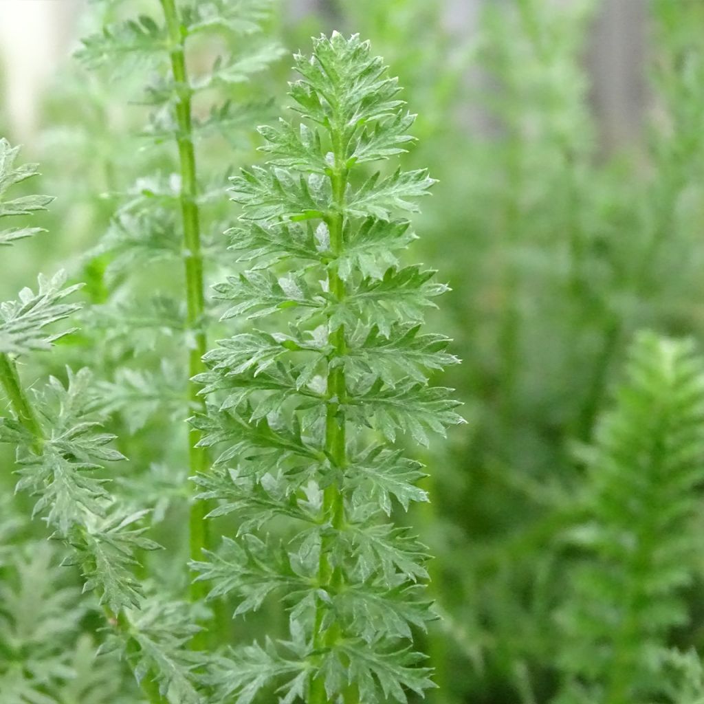 Achillea millefolium Heinrich Vogeler