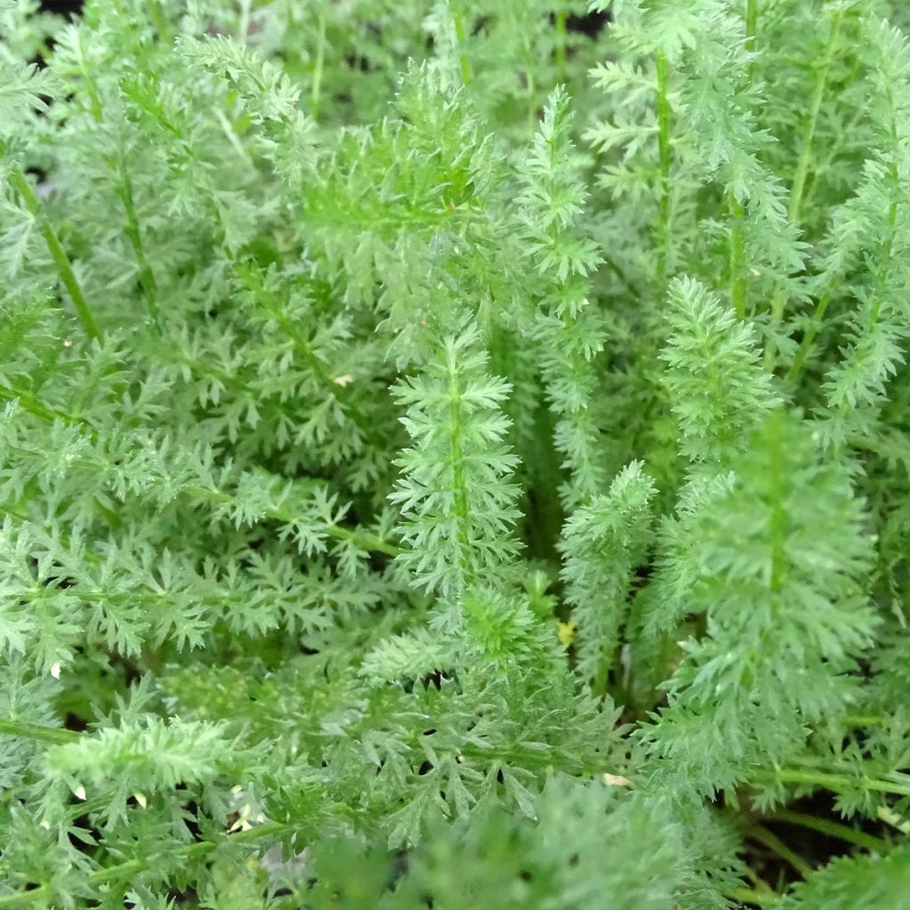 Achillea millefolium Heinrich Vogeler