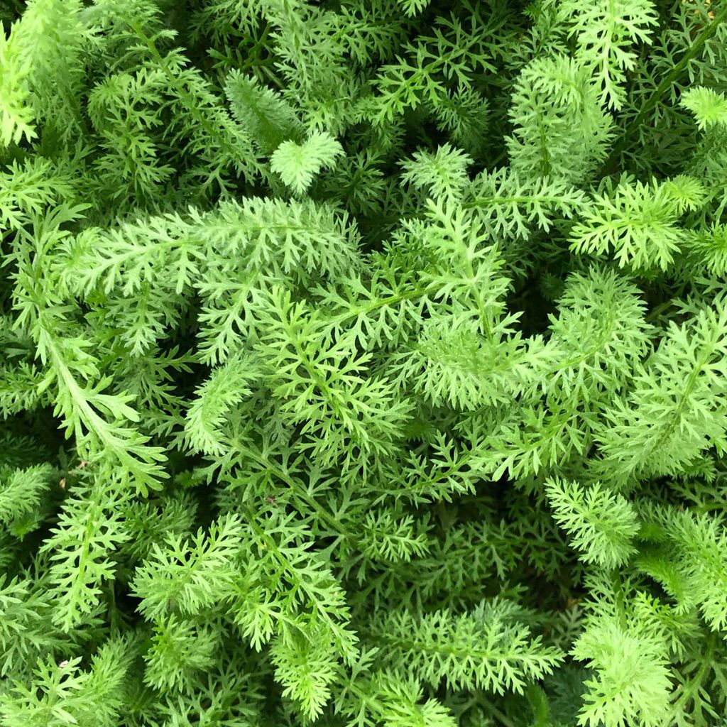 Achillea millefolium Paprika