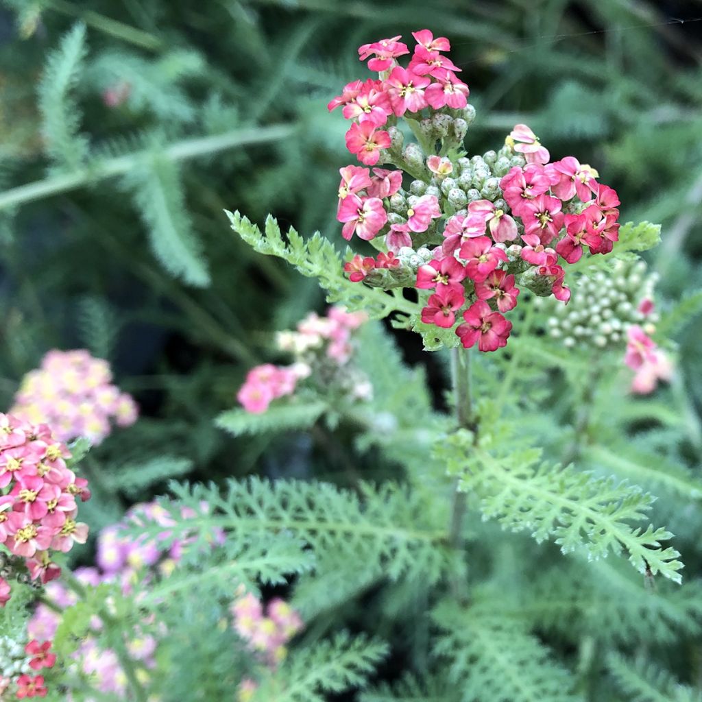 Achillea millefolium Paprika