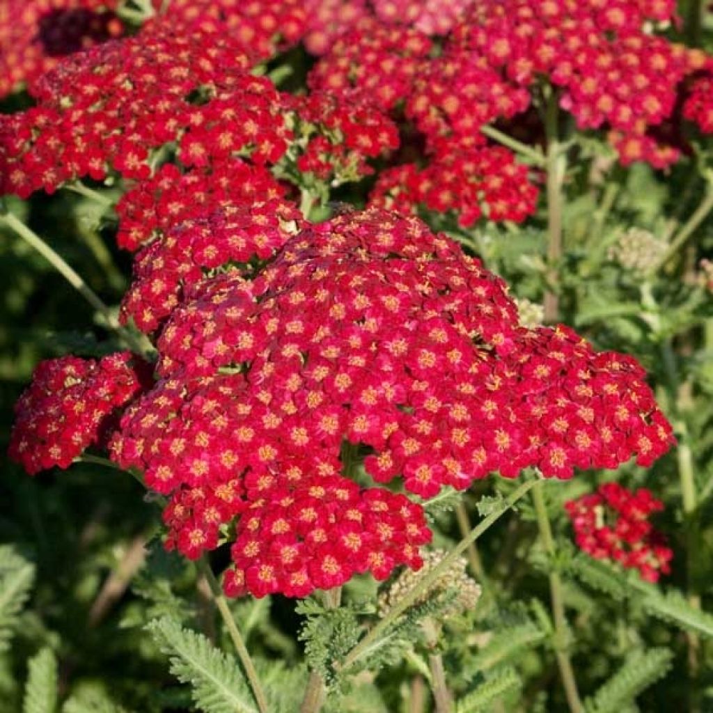 Achillea millefolium Summerwine