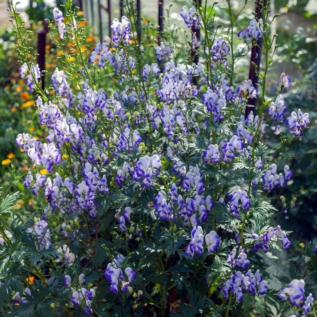 Aconitum cammarum Bicolor
