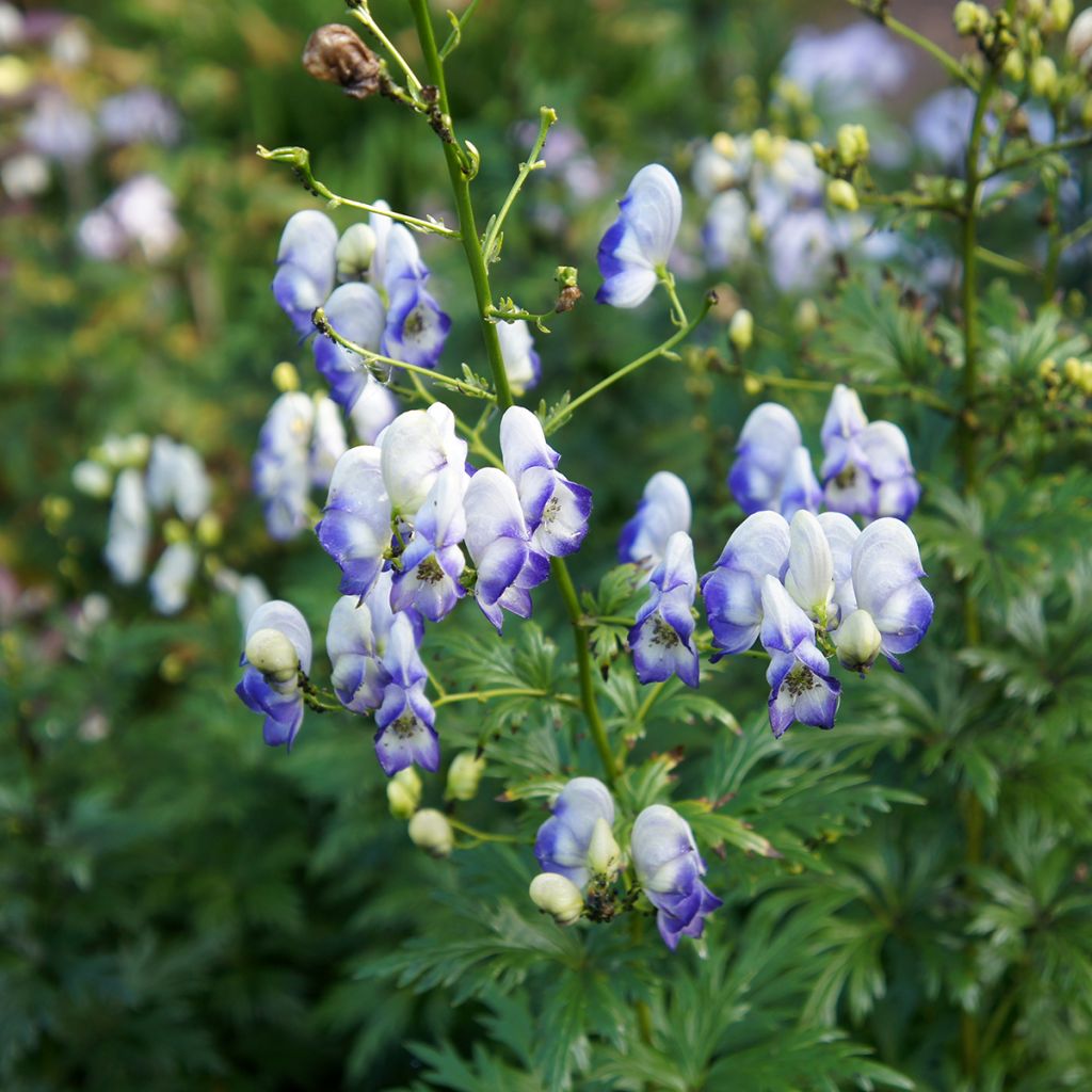 Aconitum cammarum Bicolor