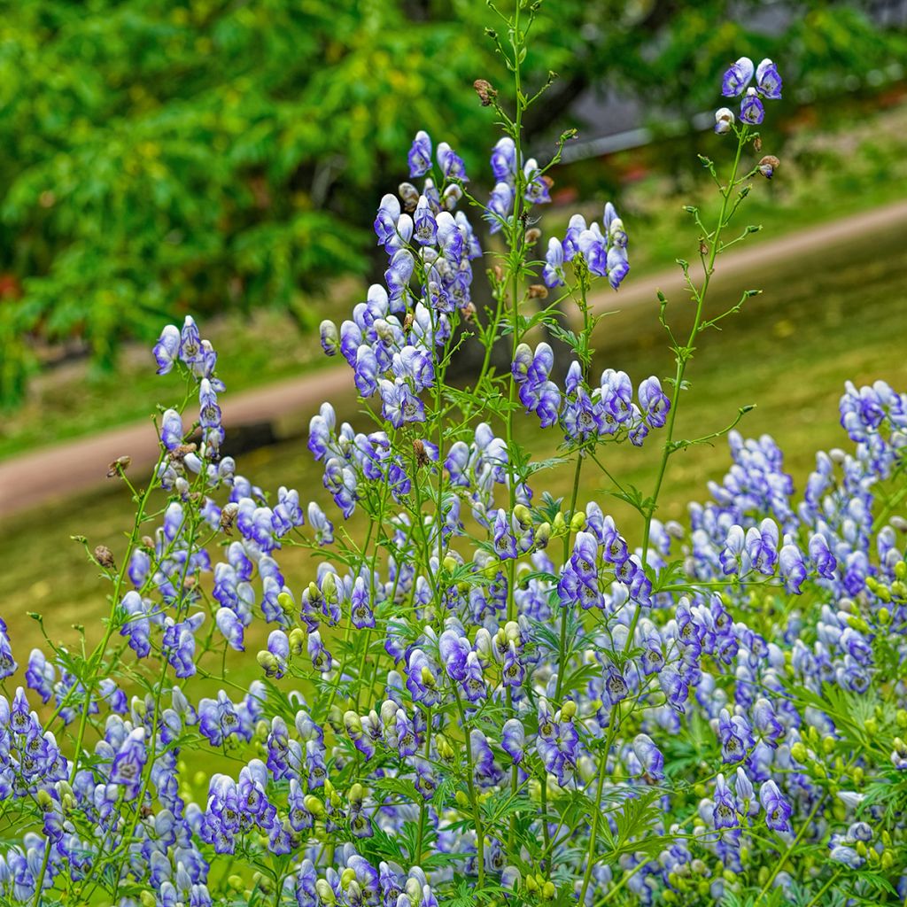 Aconitum cammarum Bicolor