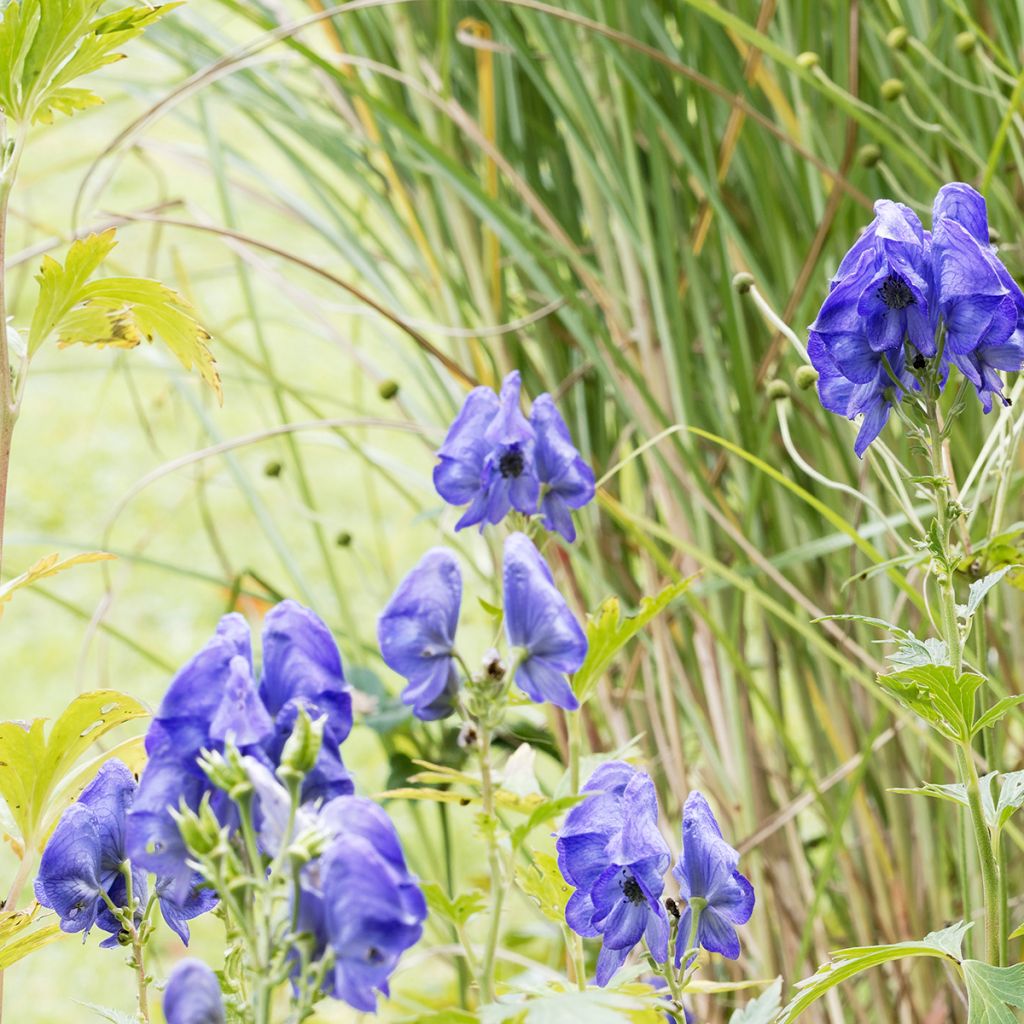 Aconitum fischeri