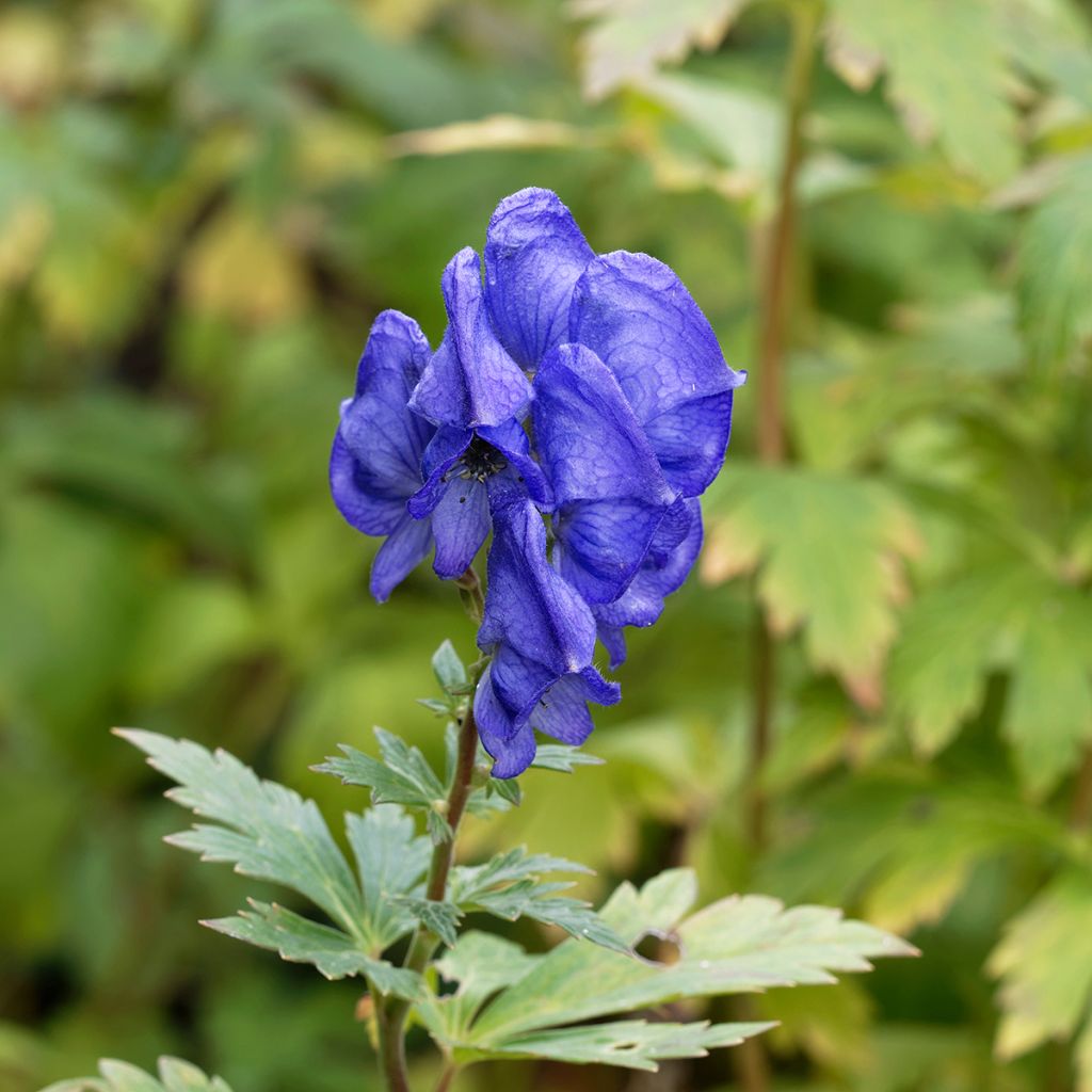 Aconitum fischeri