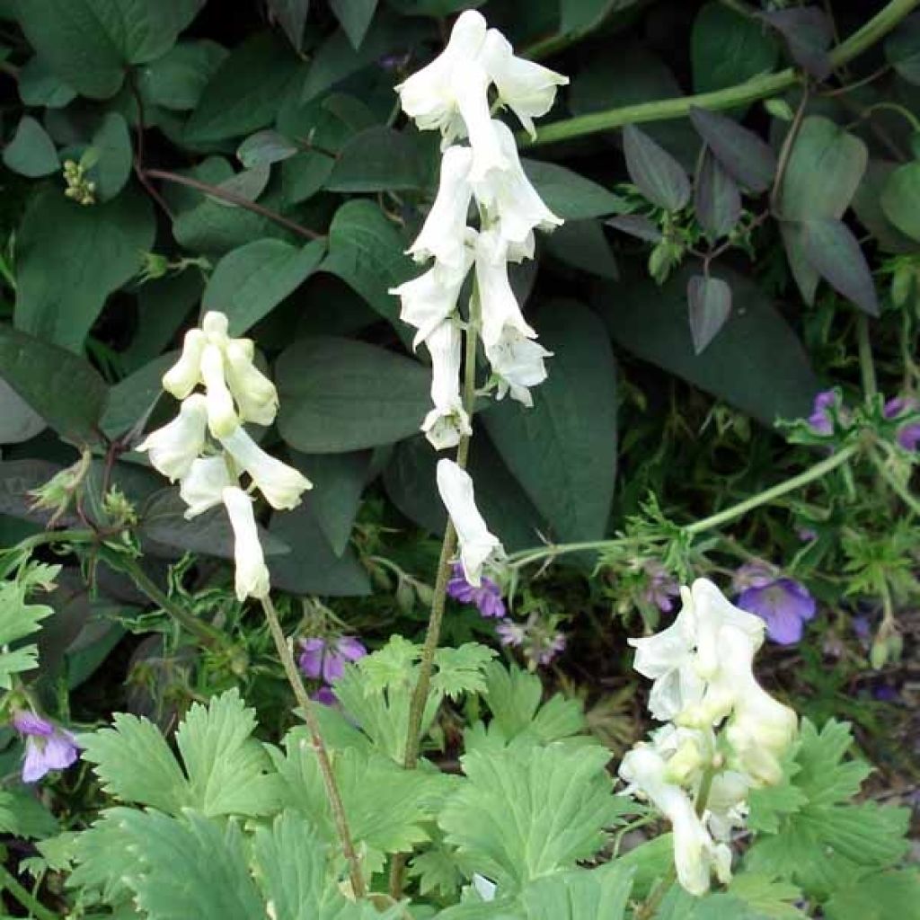 Aconitum septentrionale Ivorine