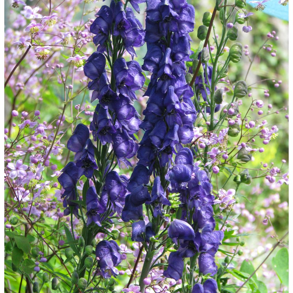 Aconitum henryi Sparks Variety