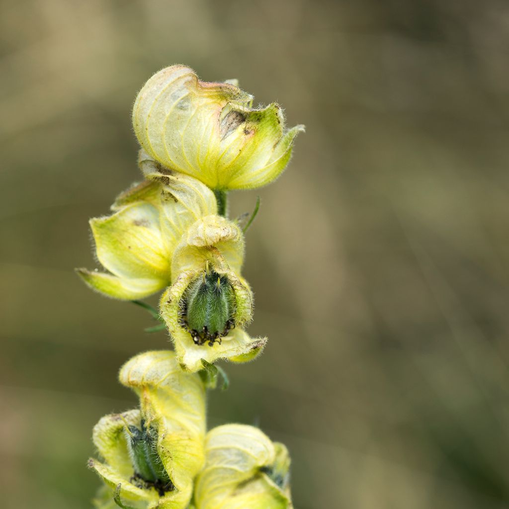 Aconitum anthora