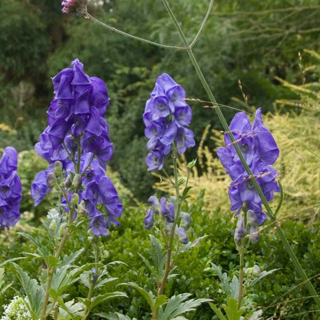 Aconitum carmichaelii Arendsii