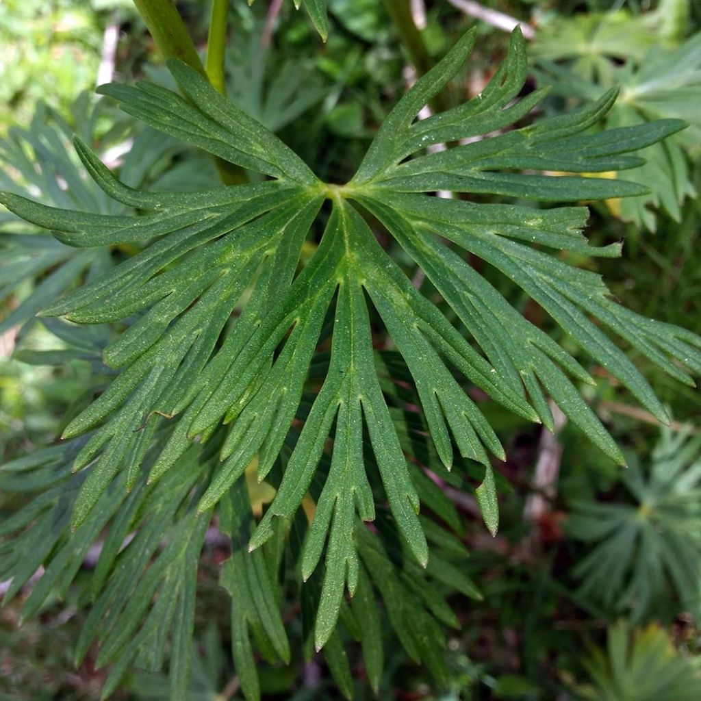 Aconitum napellus Rubellum