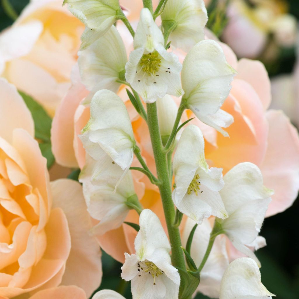 Aconitum napellus subsp. napellus Schneewittchen