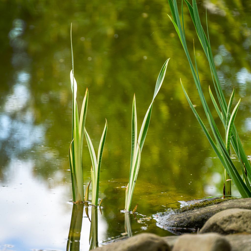 Acorus calamus Variegatus
